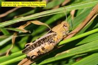 Calliptamus italicus