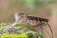 Calliptamus italicus