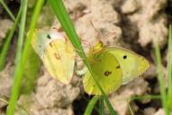 Colias hyale /  alfacariensis