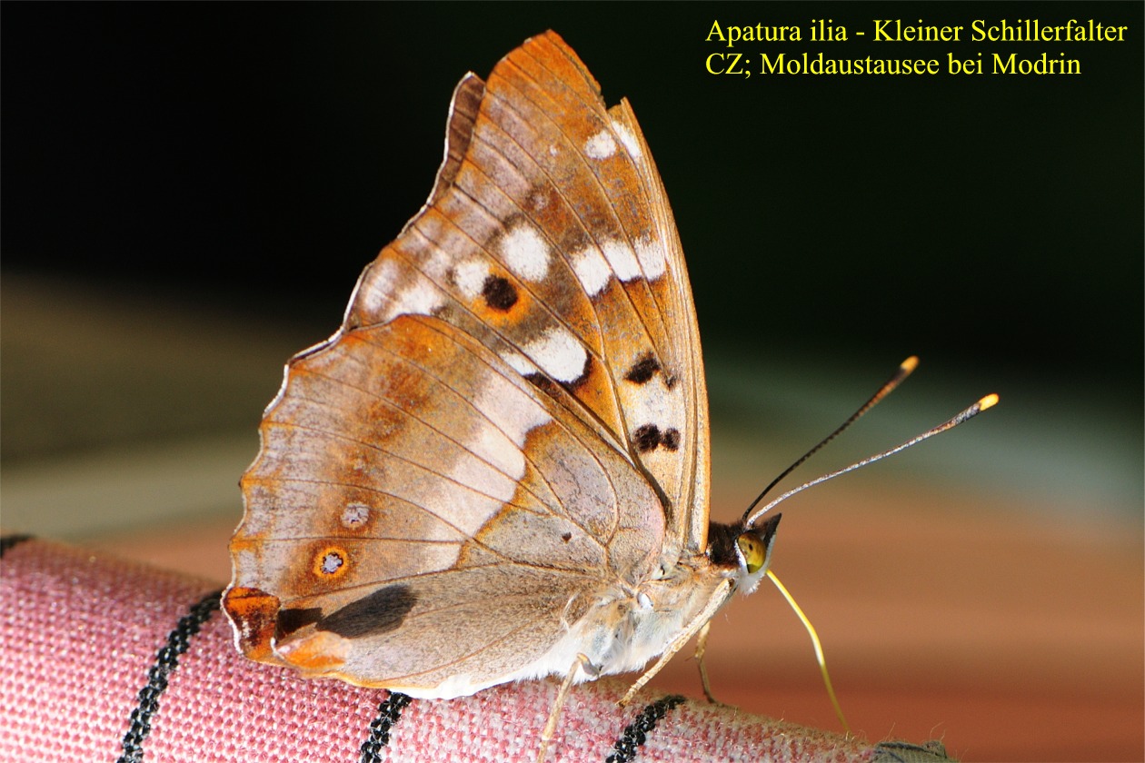 Apatura ilia