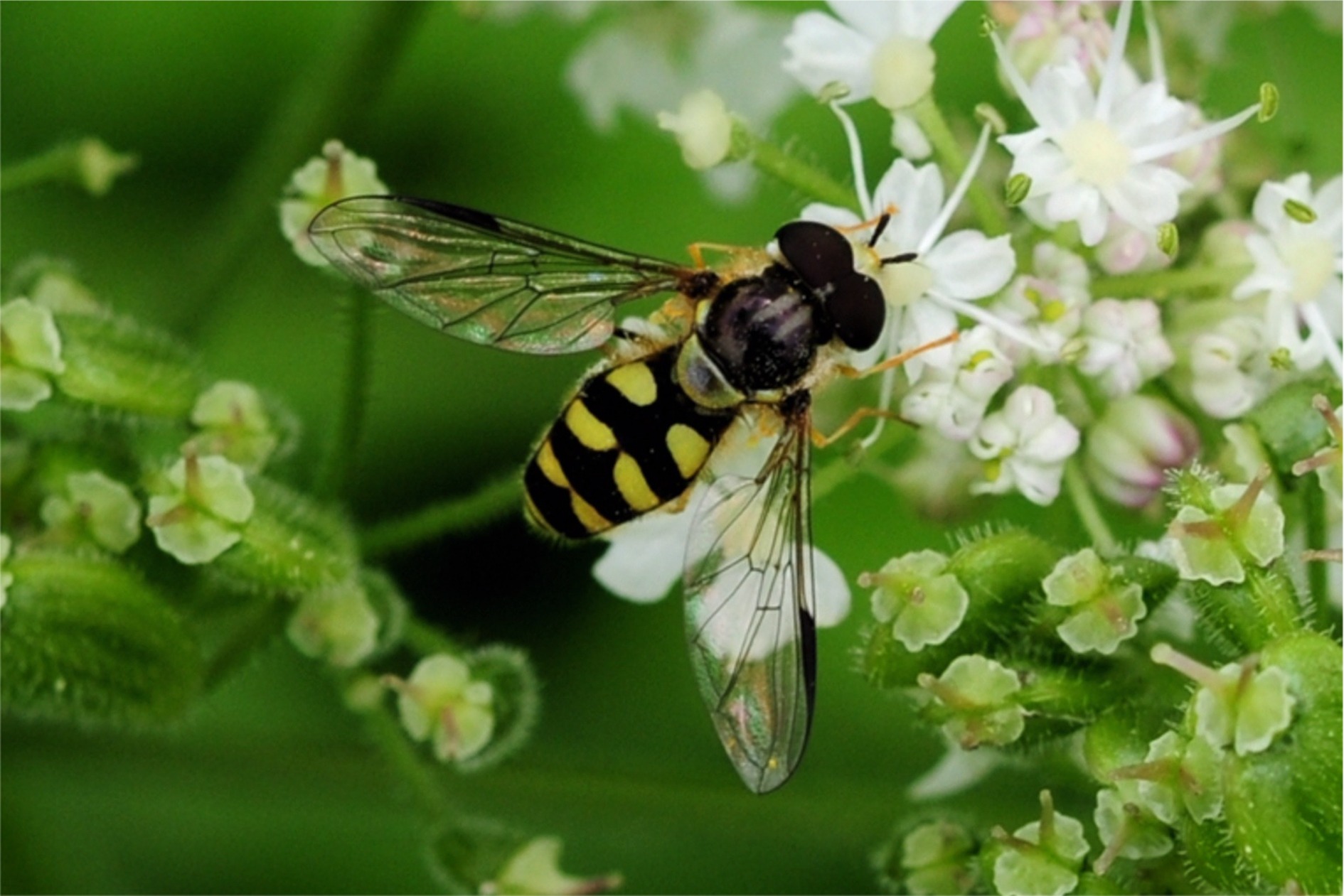 Dasysyrphus albostriatus