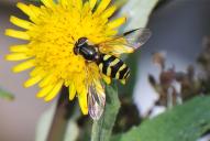 Dasysyrphus albostriatus