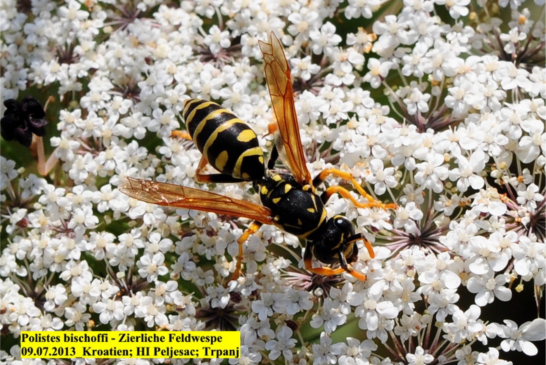 Polistes bischoffi