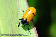 Lachnaia sexpunctata / italica