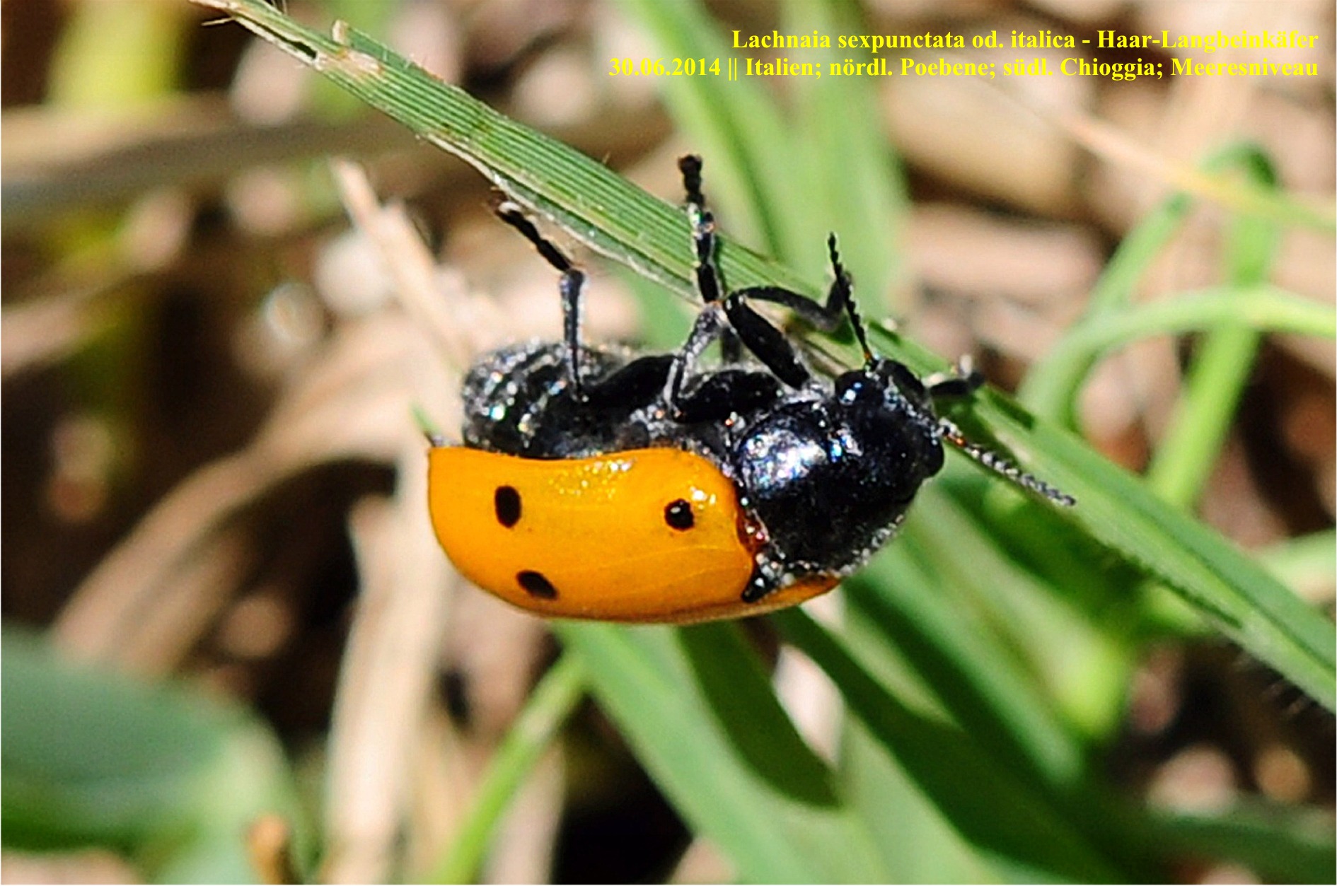 Lachnaia sexpunctata / italica