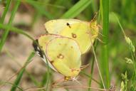 Colias hyale /  alfacariensis