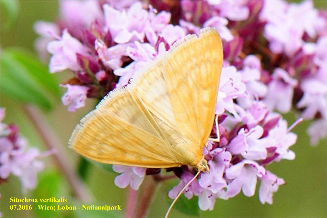 Sitochroa verticalis