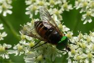 Philipomyia aprica(♀)