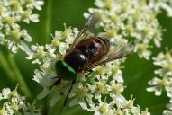 Philipomyia aprica(♀)