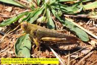 Anacridium aegyptium