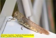 Anacridium aegyptium