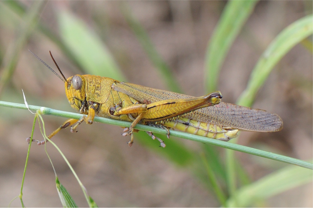 Anacridium aegyptium(♀)