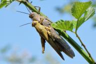 Anacridium aegyptium(♀♂)