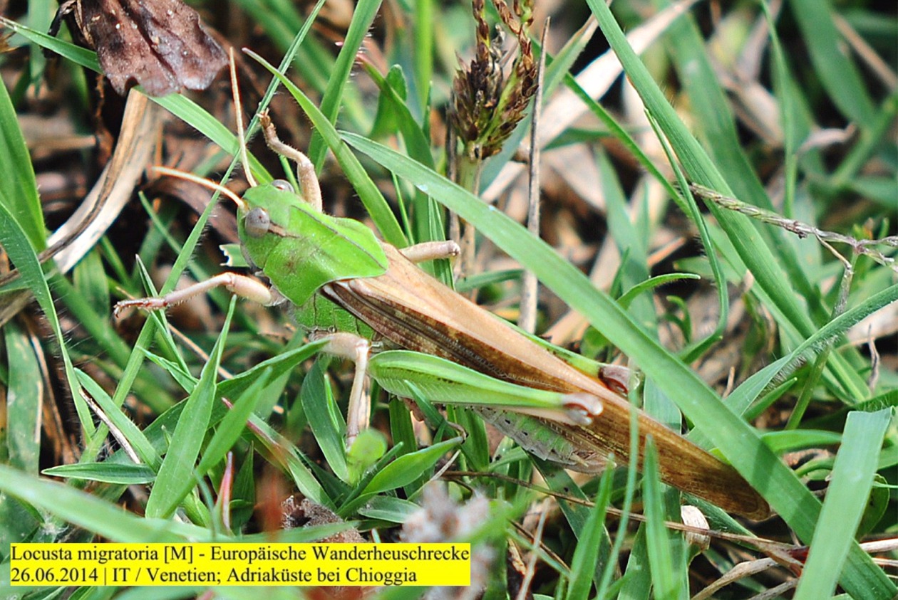 Locusta migratoria