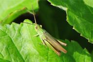 Chorthippus dorsatus