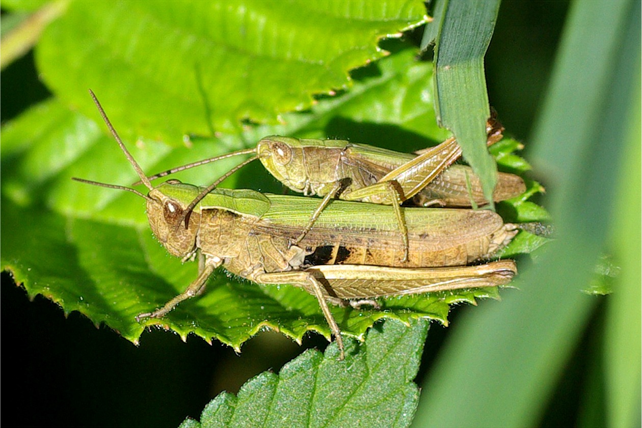 Chorthippus dorsatus