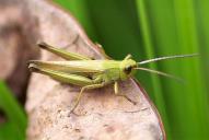 Chorthippus dorsatus