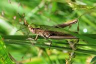 Chorthippus dorsatus