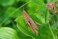 Chorthippus dorsatus