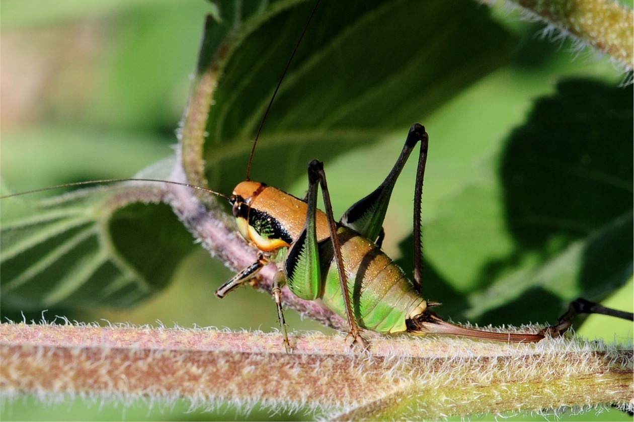 Eupholidoptera schmidti(♀)