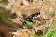 Eupholidoptera schmidti(♀)