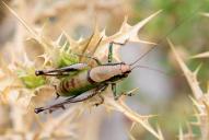 Eupholidoptera schmidti(♂)