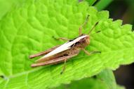 Gomphocerippus rufus(♀)