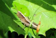 Gomphocerippus rufus(Larve)