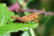 Gomphocerippus rufus(Larve)