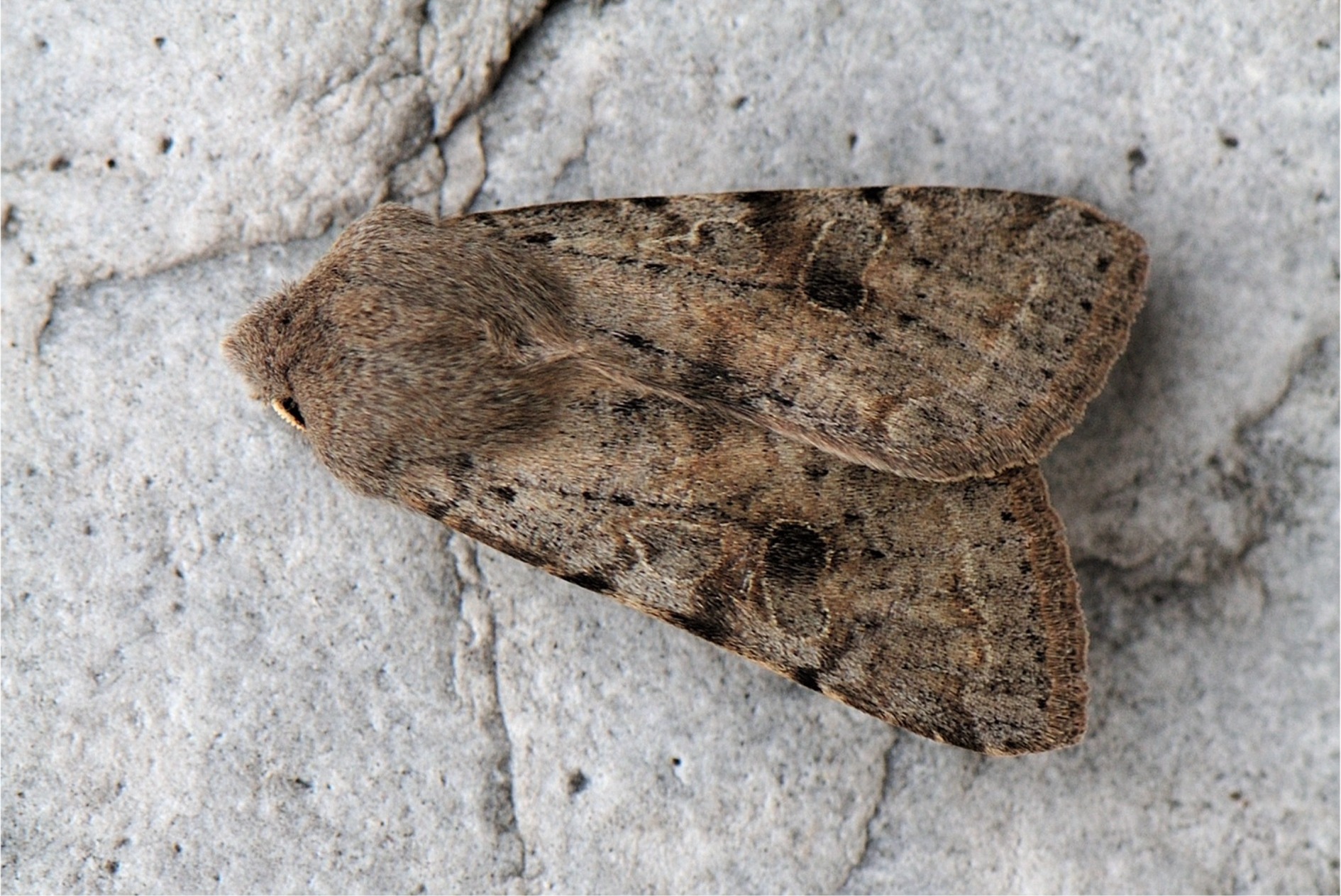 Orthosia incerta