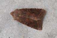 Orthosia incerta