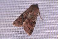 Orthosia incerta