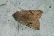 Orthosia incerta