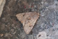 Orthosia incerta