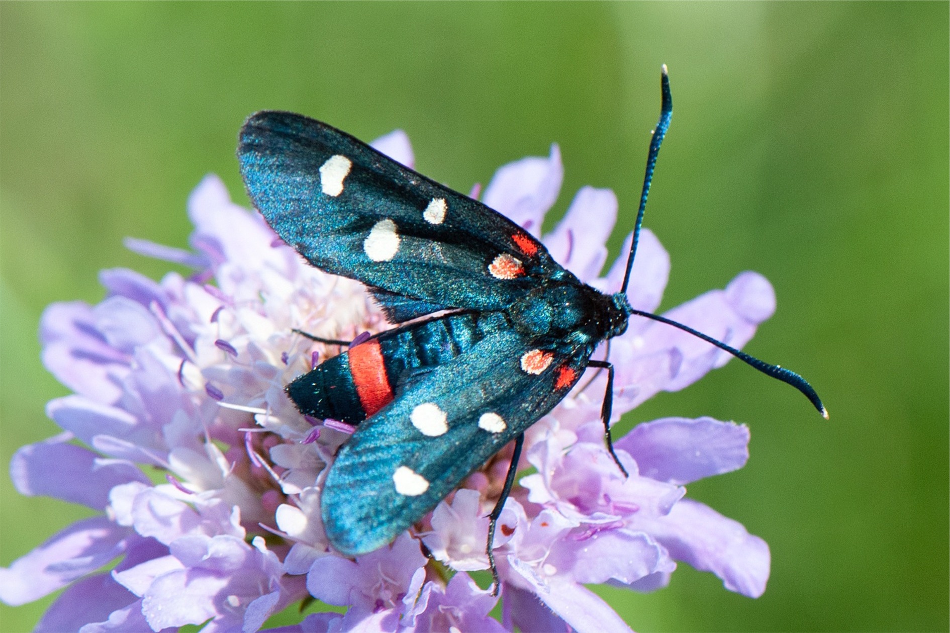 Zygaena ephialtes