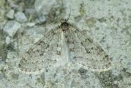 Trichopteryx carpinata