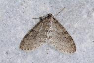 Trichopteryx carpinata