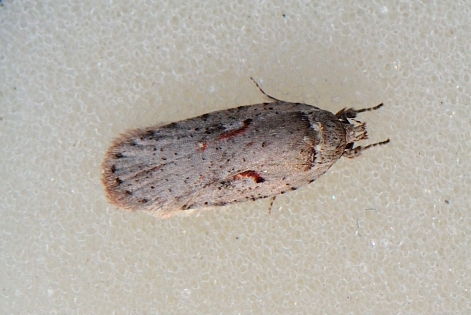 Agonopterix ocellana