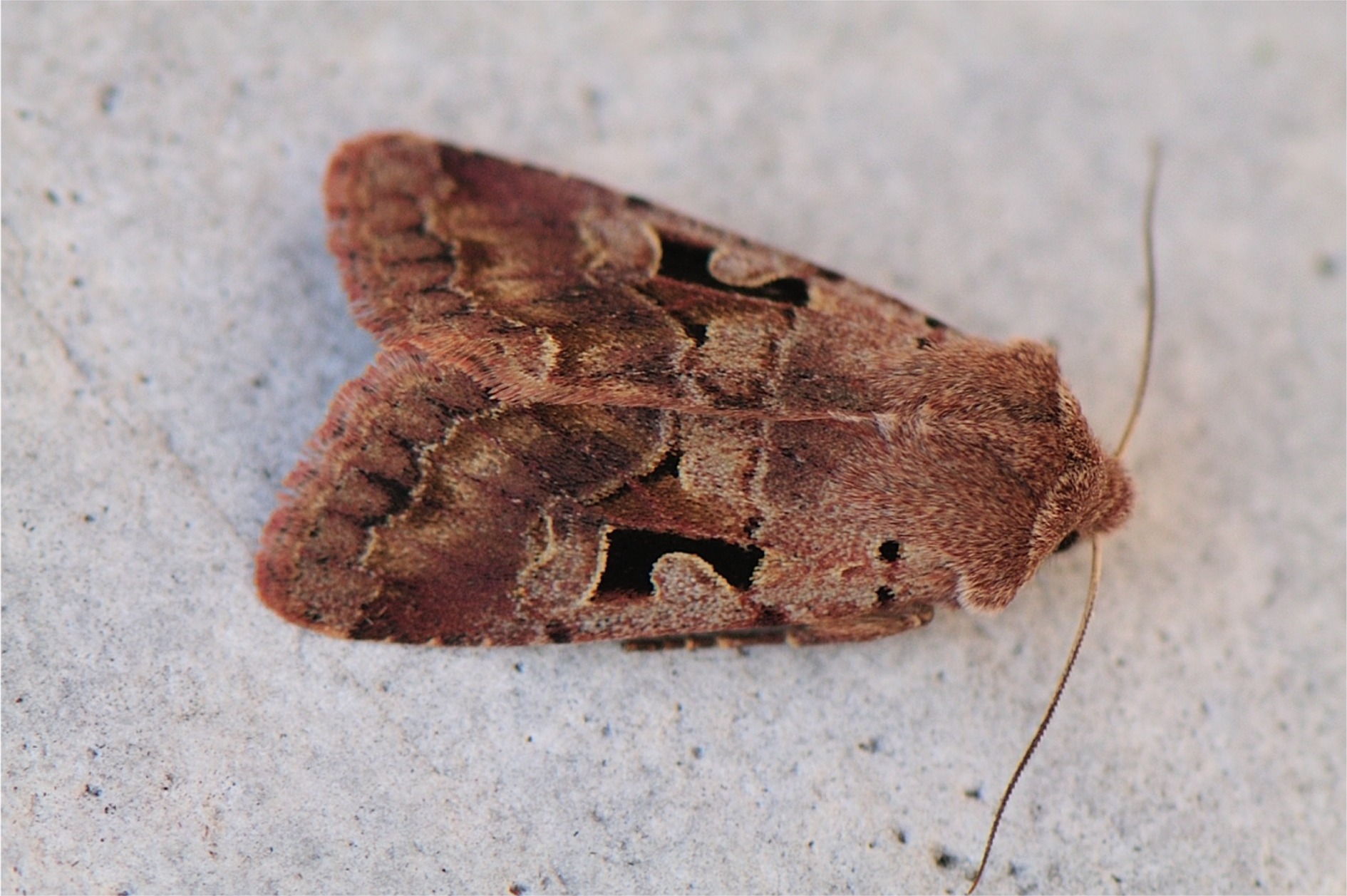 Orthosia gothica