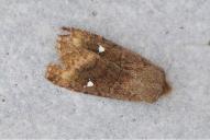 Eupsilia transversa