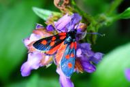 Zygaena viciae