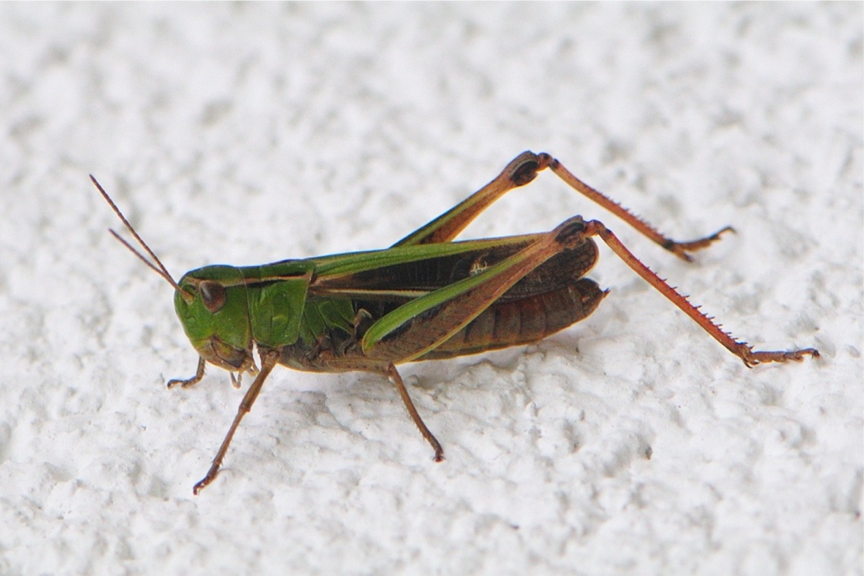 Stenobothrus lineatus