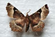 Selenia tetralunaria