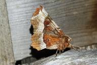 Selenia tetralunaria