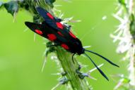 Zygaena viciae