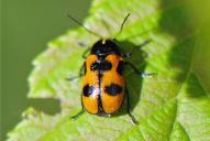 Cryptocephalus sexpunctatus