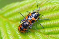 Cryptocephalus sexpunctatus