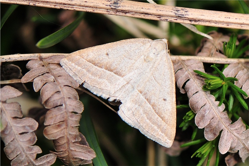 Petrophora chlorosata