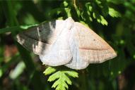 Petrophora chlorosata