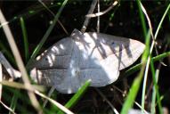 Petrophora chlorosata